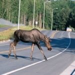 Staying Safe On Alaskan Roads