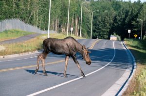 Safety on Alaskan Roads